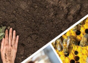 20 milyon TL’ye yakın ziraî dayanak bugün hesaplarda