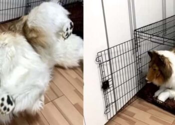 378 Bin TL Harcayarak Köpek Oldu