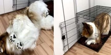 378 Bin TL Harcayarak Köpek Oldu