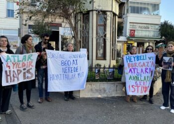 Adaların Atları Sağlıklı Koşullarda Yaşamalı