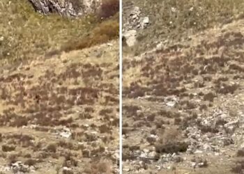 Amerika’da Şok Etkisi Yaratan Görüntüler! O Yaratık Böyle Görüntülendi