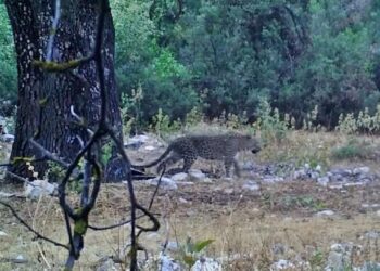 Anadolu Parsı Aylar Sonra Fotokapanlara Yakalandı