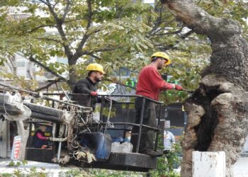 Anıt Ağaçlar Bakıma Alındı