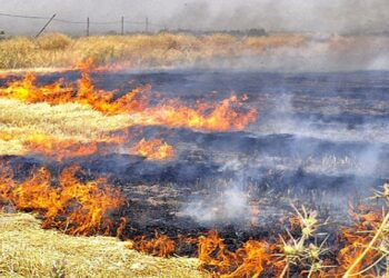Anız Yangınları Toprak Ekosistemine Büyük Zarar Veriyor