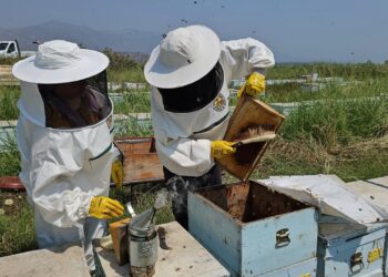 Arıcılık Mesleği İle İlgili Kadınlara Eğitim Verildi