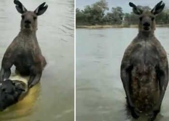 Avustralya’da Ağızları Açık Bırakan Görüntüler: Sosyal Medyada Rekor Kırdı