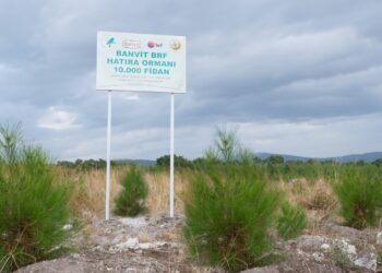 Banvit BRF Ormanları 50 Bin Ağaca Ev Sahipliği Yapıyor