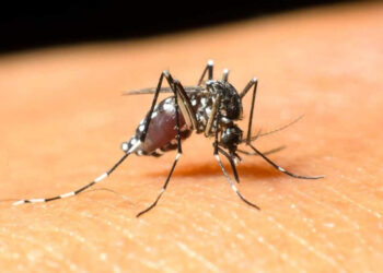 Batı Nil Virüsü Sebebiyle Ölümler Artıyor