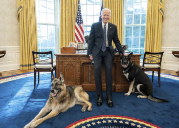 Biden’ın Köpeği 11 Kişiyi Isırdı! Beyaz Saray’dan Gönderildi
