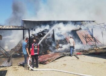 Bilecik’te at çiftliğinde büyük yangın