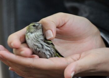 Bitkin Halde Bulunan Kara Başlı İskete Bakıma Alındı
