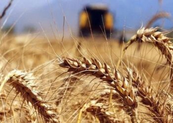 Buğday Fiyatlarına Yüzde 8 Oranından Fazla Zam Geldi