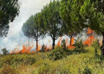 Bursa Karacabey’de ağaçlandırma alanında yangın!