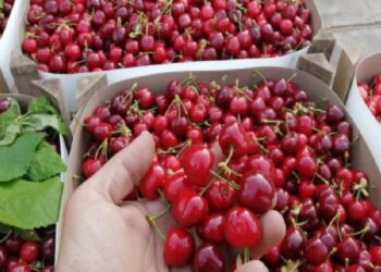 Bursa Keles Kirazı da coğrafik işarete kavuştu