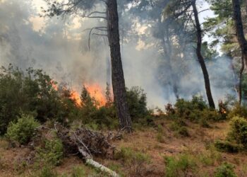 Çanakkale’nin Gelibolu İlçesinde Orman Yangını Çıktı