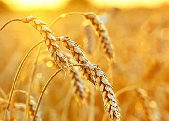 Çiftçi Bu Yıl Da Buğdayı Kuru Toprağa Ekecek