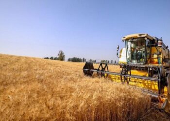 Çiftçilerin buğday sevinci