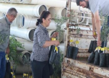 Çiftçilerin fidan sevinci! Taşı taşı bitmedi