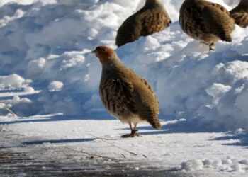 Çil Keklikler Karlar Üzerinde Erzurum’da Görüntülendi