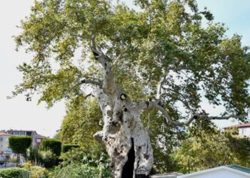 Darıca’nın 860 Yıllık Uluçınar Çınar Ağacı