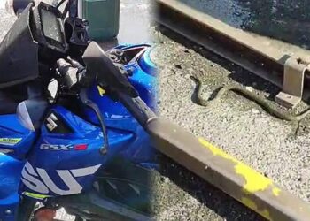 Direksiyondan Yılan Çıktı! Motor Sürücüsü Şok Yaşadı