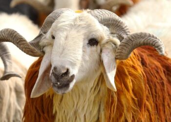 Diyanet Kurban Bayramı Namazı Vakitlerini Açıkladı