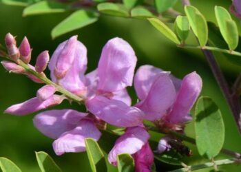 Doğal Boya Bitkisi İndigo Türkiye’de İlk Kez Yetiştirildi