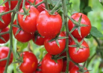 Domatesin kotası 500 bin tona çıktı