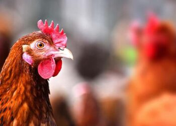 Dünya için Yeni Bir Çağ: Tavukların İskeletleri Değişti