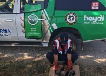 Edirne Jandarma Ekibi Terk Edilmiş 5 Yavru Köpeği Kurtardı