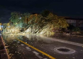 Edirne’de Fırtına Ağaçları Devirdi