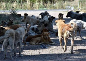 Edirne’de Saldırgan Köpeklerin Toplanması İçin Çalışma Başlatıldı