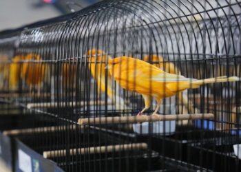 Edremit’te 7. Yorkshire Kanarya Şov Yarışması