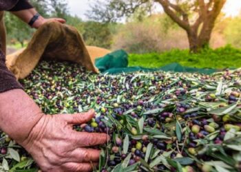 Egeli ihracatçılar: Zeytinyağı ihracatında 20 cent fon kaldırılmalı