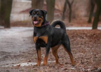 En Korumacı ve En Güçlü Köpek  Rottweiler  Hakkında Bilinmesi Gerekenler
