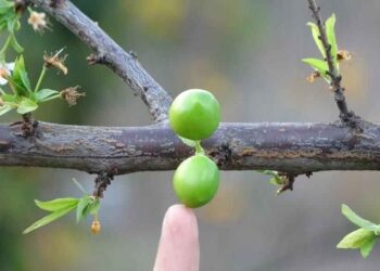Erik Ağacı Meyve Verdi