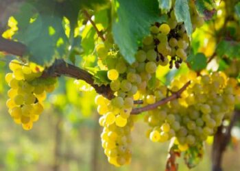 ‘Erkenci tip’in ihracat seyahati başladı