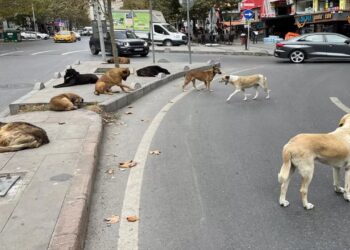 Esenyurt’ta Başıboş Köpekler Nedeniyle Mahalle Sakinleri Tedirgin