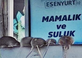 Esenyurt’ta Sokaklar Fare İstilasına Uğradı: Devasa Fareler Bölgede Endişe Yaratıyor
