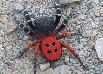 Eskişehir ve Aydın’da Zehirli Uğur Böceği Paniği!