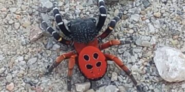 Eskişehir ve Aydın’da Zehirli Uğur Böceği Paniği!