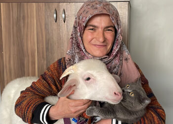 Esra Erol’da Ümmiye Güzel’den Acı İtiraf! Seçimin Maskotu Kuzuyu Pişirip Yemişler