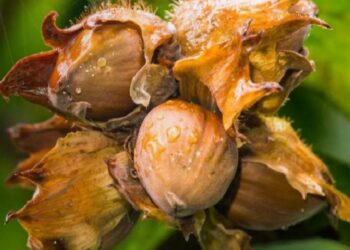 Fındık alım fiyatları muhakkak oldu