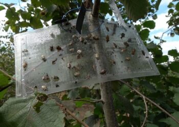 Fındık Üretiminde Kahverengi Kokarca Tehlikesi