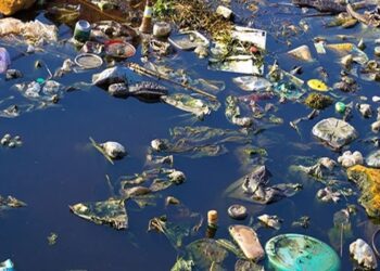 Fırat ve Dicle Nehirlerindeki Balıklar Tehdit Altında