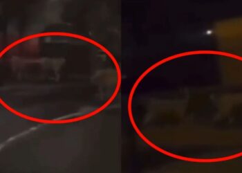 Fransa’da Şiddet Arttı! Hayvanat Bahçesinden Aslanlar Şehirde Geziyor