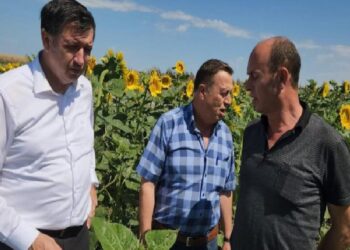 Gaytancıoğlu: Ayçiçeği taban fiyatı en az 20 TL olmalı