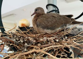 Gelibolu Balıkçıları Yuva Kuran Kumrunun Kuluçkasını Bekliyor
