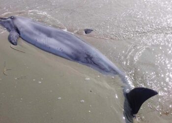 Gelibolu Sahilinde Ölü Yunus Bulundu