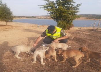 Gölet Kenarında Bulunan Yavru Köpekler Jandarma Korumasına Alındı